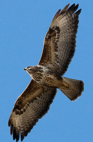 Buse variable 
&copy; Jean-Marc Rabby