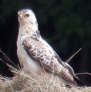 Common Buzzard