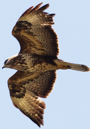 Buse variable 
&copy; Jean-Marc Rabby