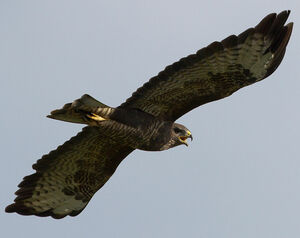 Buse variable 
&copy; Jean-Marc Rabby