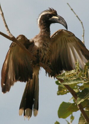 African Grey Hornbill