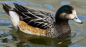 Canard � front blanc