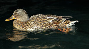 Canard colvert 
&copy; Jean-Marc Rabby