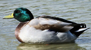 Canard colvert 
&copy; Jean-Marc Rabby