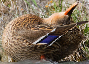 Canard colvert 
&copy; Jean-Marc Rabby