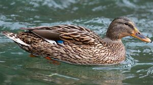 Canard colvert 
&copy; Jean-Marc Rabby