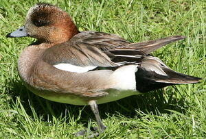 Eurasian Wigeon 
&copy; Jean-Marc Rabby