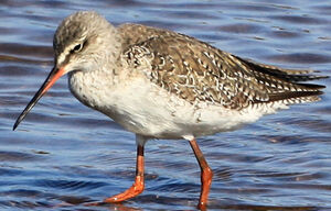 Spotted Redshank
