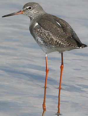 Common Redshank 
&copy; Jean-Marc Rabby