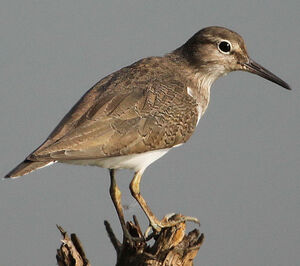 Common Sandpiper 
&copy; Jean-Marc Rabby