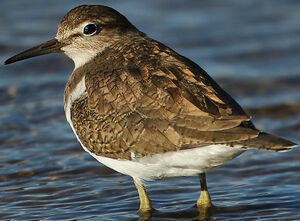 Common Sandpiper 
&copy; Jean-Marc Rabby