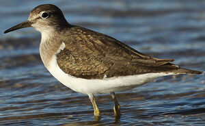 Common Sandpiper 
&copy; Jean-Marc Rabby