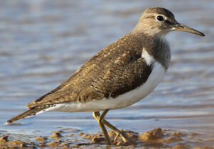 Common Sandpiper 
&copy; Jean-Marc Rabby