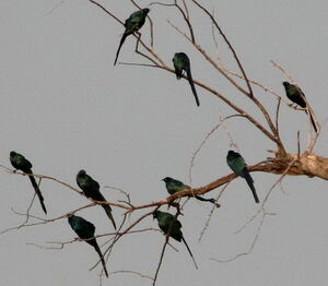 Choucador � longue queue