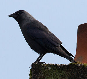 Western Jackdaw