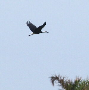 Woolly-necked Stork