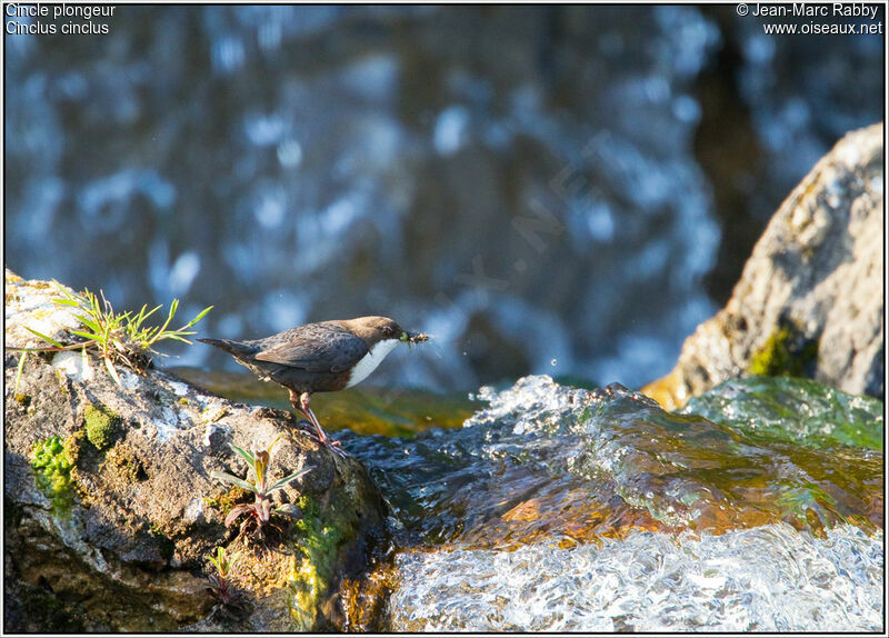White-throated Dipper, identification