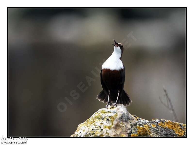 White-throated Dipper male adult, courting display, song