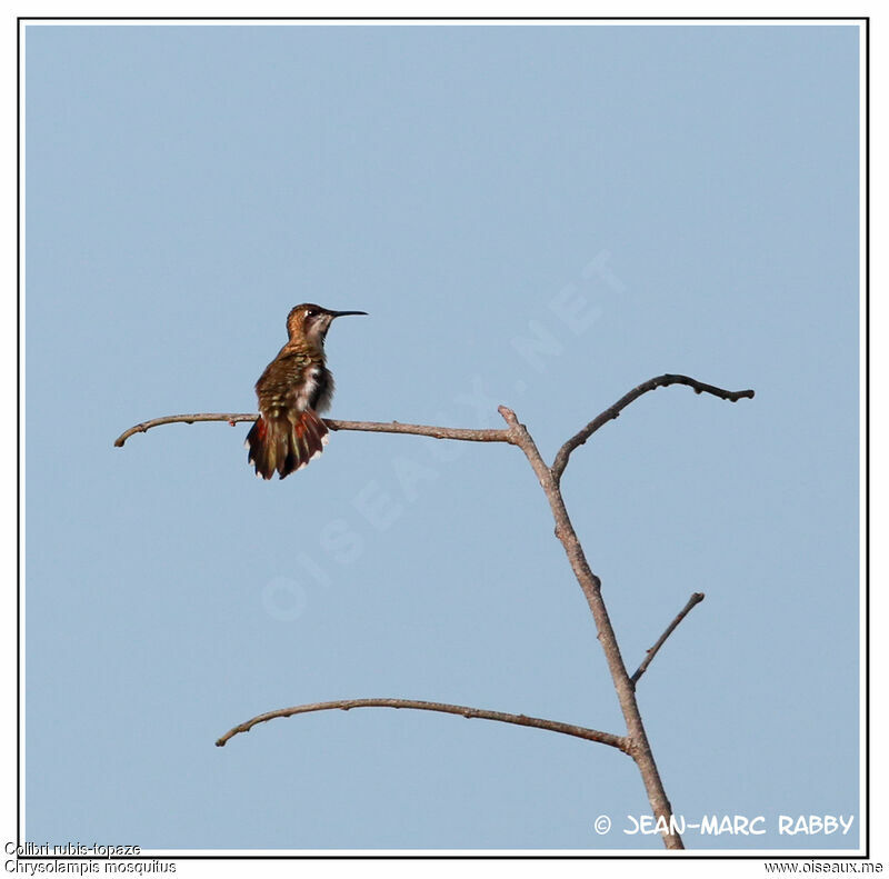 Ruby-topaz Hummingbird, identification