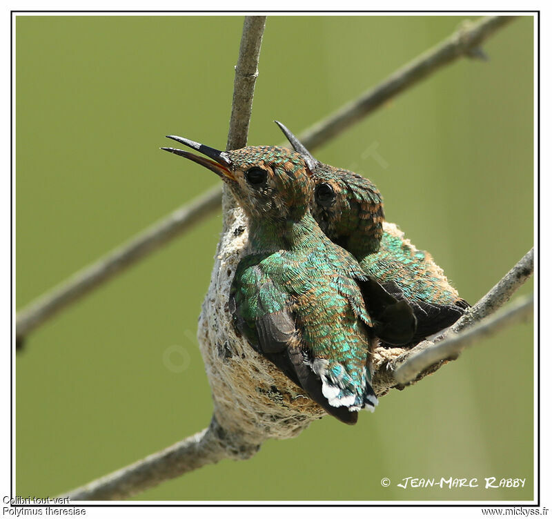 Green-tailed Goldenthroatjuvenile, identification, Behaviour