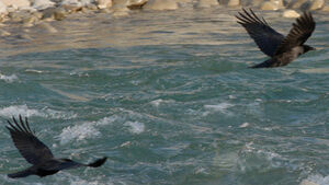 Hooded Crow