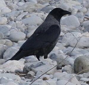 Hooded Crow 
&copy; Jean-Marc Rabby