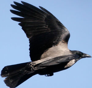 Hooded Crow 
&copy; Jean-Marc Rabby