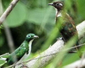 Klaas's Cuckoo