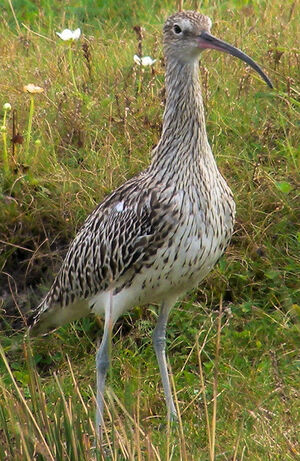 Eurasian Curlew 
&copy; Jean-Marc Rabby