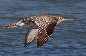 Eurasian Curlew 
&copy; Jean-Marc Rabby