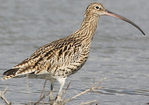 Eurasian Curlew 
&copy; Jean-Marc Rabby