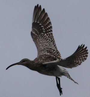 Whimbrel 
&copy; Jean-Marc Rabby