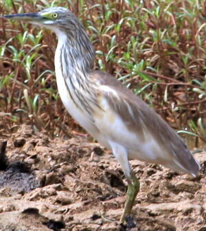 Squacco Heron