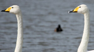 Cygne chanteur