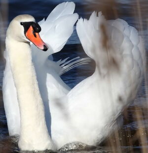 Cygne tuberculé