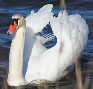 Mute Swan 
&copy; Jean-Marc Rabby