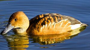Dendrocygne fauve