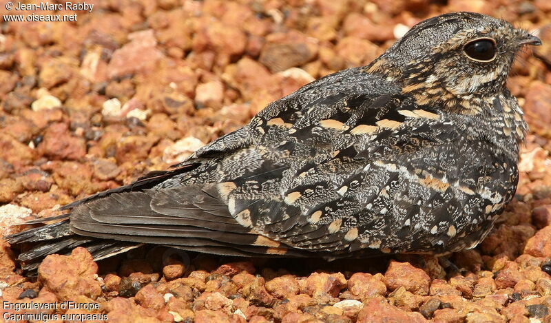 European Nightjar, identification