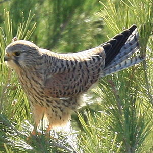 Common Kestrel