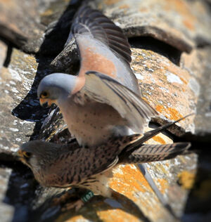 Lesser Kestrel