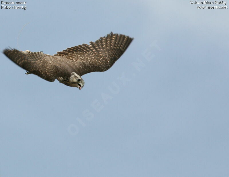Saker Falcon, Flight