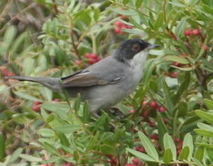 Sardinian Warbler