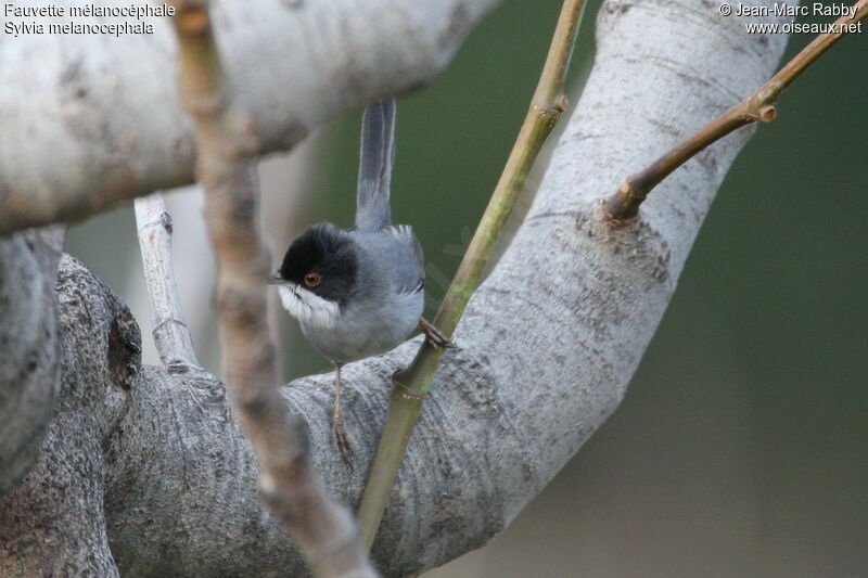 Sardinian Warbler, identification