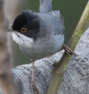 Sardinian Warbler 
&copy; Jean-Marc Rabby