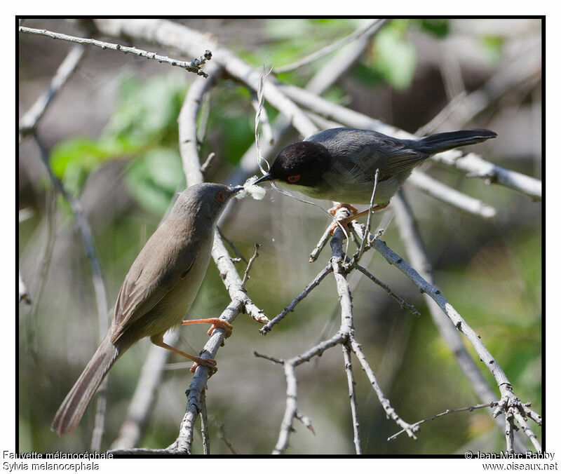 Sardinian Warbler , identification, Reproduction-nesting