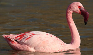 Flamant nain