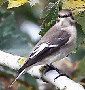 European Pied Flycatcher 
&copy; Jean-Marc Rabby
