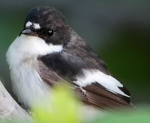 European Pied Flycatcher 
&copy; Jean-Marc Rabby