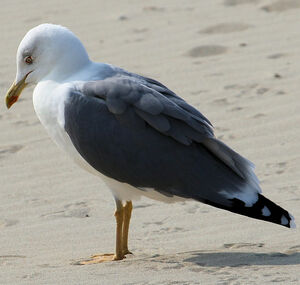 Lesser Black-backed Gull 
&copy; Jean-Marc Rabby