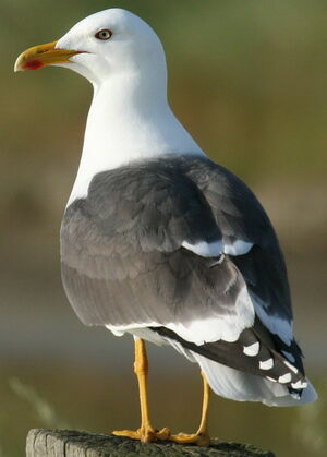 Lesser Black-backed Gull 
&copy; Jean-Marc Rabby